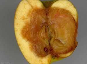 Symptôme au niveau du coeur d'une pomme causé par <i>Fusarium</i> spp. (photo M. Giraud, CTIFL)