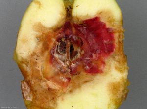 Symptôme au niveau du coeur d'une pomme causé par <i>Fusarium</i> spp. (photo M. Giraud, CTIFL)