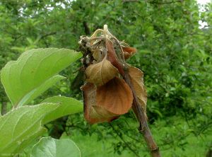 Dessèchement des fleurs dû à <i>Monilia laxa</i> (photo M. Giraud, CTIFL)