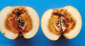 Symptômes sur pomme en coupe causés par <i>Trichothecium roseum</i> (photo P. Bondoux, INRA)