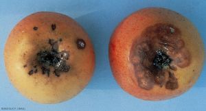 Symptômes sur fruit causés par <i>Trichothecium roseum</i> (photo P. Bondoux, INRA)