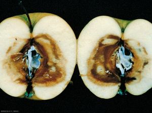 Symptômes sur fruits causés par <i>Phomopsis prunorum</i> - Chancre à Diaporthe (photo P. Bondoux, INRA)