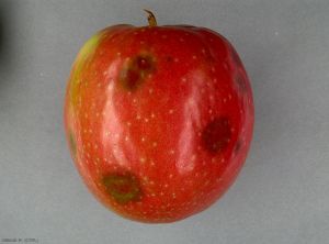 Symptômes de Cork spot (type Bitter pit) sur pomme (photo M. Giraud, CTIFL)