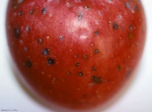 Symptômes sur fruits de Lenticel blotch pit (photo M. Giraud, CTIFL)