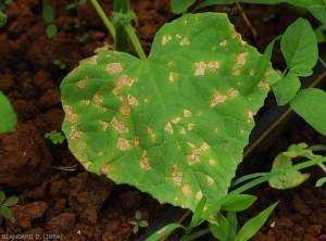 Quelques taches angulaires beiges à brunâtres se sont formées sur cette feuille de concombre. <i>Corynespora cassiicola</i> (corynesporiose