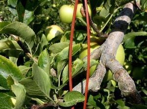 Diffuseur phéromone Isomat® pour lutter contre carpocapse de la pomme © (photo S.Simon, INRA)