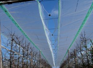 Bâche anti-pluie d'un essai mené au Ctifl © (photo S. Simon,INRA)