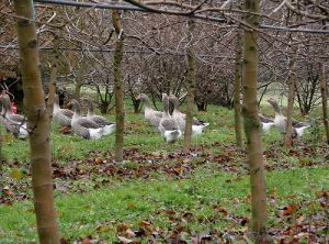 Introduction d'animaux en verger © (photo S.Simon, INRA)