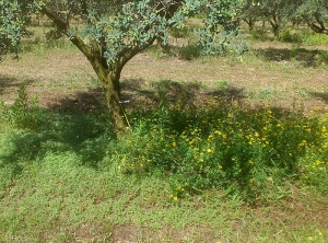 Enherbement sur le rang © (photo R.Valette, Grab)