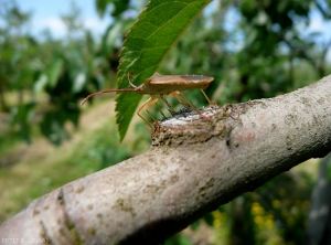 Palomena-prasina_Petit