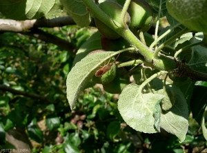 Punaise phytophage, probablement <i>Gonocerus acuteangulatus</i>, famille des Coreidae (photo B. Petit, INRA)