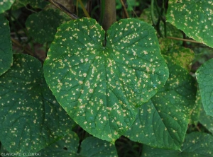 De nombreuses petites taches angulaires couvrent le limbe de cette feuille de concombre (face supérieure). <i>Corynespora cassiicola</i> (corynesporiose)