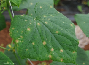 Notez que les lésions sont bien souvent délimitées par les nervures du limbe sur concombre. Elles présentent aussi un discret halo chlorotique.<i>Corynespora cassiicola</i> (corynesporiose)