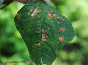 En fin d'évolution, les tissus centraux de certaines taches foliaires sur haricot se fendent et finissent par tomber. <i>Corynespora cassiicola</i> (corynesporiose)