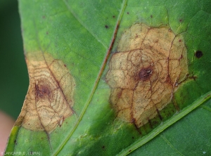 Détail de  taches foliaires sur haricot : notez les motifs concentriques brun rougeâtres. <i>Corynespora cassiicola</i> (corynesporiose)