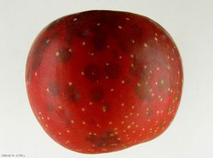 Echaudure_perilenticellaire2_Giraud
