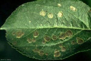Symptômes sur face supérieure d'une feuille causés par des mineuses cerclées, <i>Leucoptera scitella</i> (photo B. Petit, INRA)