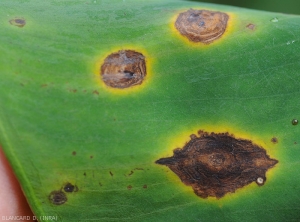 Détail de taches sur feuille de taro. Leur contour est irrégulier, des motifs concentriques les parcourent, elles sont ceinturées par un large halo jaune vif. <i>Corynespora cassiicola</i> (corynesporiose)