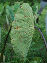 Taches observées à la face inférieure d'une feuille de taro. Nécrotiques et présentant des motifs concentriques ; elles sont plus ternes et leur halo jaune est moins visible. <i>Corynespora cassiicola</i> (corynesporiose)