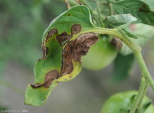 Sur cette foliole de tomate, les taches sont étendues, confluantes par endroits, et nécrotiques. Les motifs concentriques sont bien visibles. <i>Corynespora cassiicola</i> (corynesporiose)