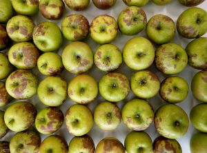 Symptômes sur pomme (variété Granny Smith) d'échaudure de prématurité (photo B. Petit, INRA)