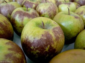 Brunissement superficiel de la peau des pommes (variété Granny Smith) causé par l'échaudure de prématurité ou SCALD (photo B. Petit, INRA)