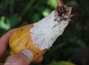 Pourriture  à  <i>Sclerotium rolfsii</i> sur fruit de courge de Nice. Une trame mycélienne dense et de couleur blanche couvre la lésion.
