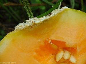 Une pourriture gagne rapidement ce fruit de melon en profondeur, alors que du mycélium et de jeunes sclérotes se sont déjà formés à la surface de la lésion. (<i>Sclerotium rolfsii</i>)
