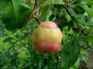 Anneau de gel sur pomme (photo M. Giraud, CTIFL)