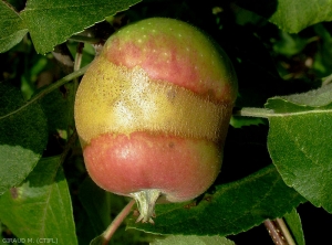 Anneau de gel sur pomme (photo M. Giraud, CTIFL)