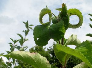 Dégâts sur feuille de pommier causés par <i>Dysaphis plantaginea</i> (photo M. Giraud, CTIFL)