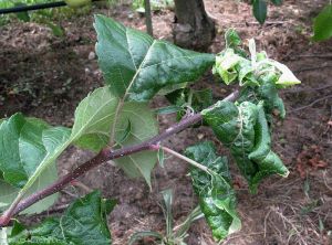 Enroulement de feuilles de pommier dû à une colonisation par <i>Dysaphis plantaginea</i> (photo M. Giraud, CTIFL)