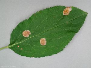 Dégâts sur feuille de pommier causés par <i>Leucoptera scitella</i> (photo M. Giraud, CTIFL)