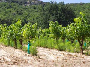 erigeron-vigne