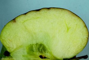 Pomme en coupe de variété Braeburn atteinte de la maladie physiologique "Lenticel Blotch Pit" (photot M. Giraud)