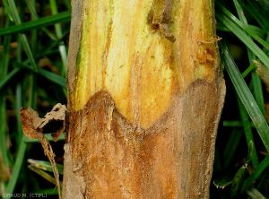 Dégâts d'<i>Athelia rolfsii</i> sur scion (photo M. Giraud, CTIFL)