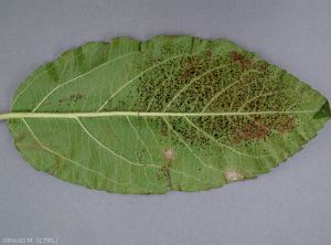 <i>Stephanitis pyri</i> colonisant la face inférieure d'une feuille de pommier. Observation de miellat (photo M . Giraud, CTIFL)