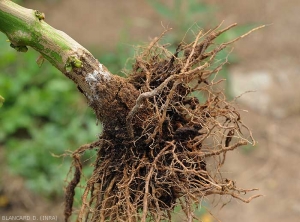 En plus d'un chancre au collet, le système racinaire de ce pied de piment est entièrement pourri. Le cortex de certaines racines a localement disparu. (<i>Sclerotium rolfsii</i>)