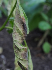 <i><b>Choanephora cucurbitarum</b></i> colonise progressivement cette feuille d'aubergine flétrie et nécrosée. Sa moisissure est maintenant visible par endroits.  (pourriture à Choanephora)