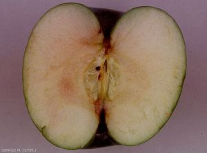 Coloration rose de la pulpe de cette pomme caractéristique de la maladie du coeur rosé (photo M. Giraud, CTIFL)