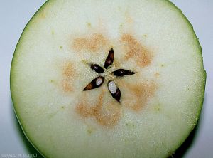 Coloration interne des pommes en rose par la maladie du coeur rosé (photo M. Giraud, CTIFL)