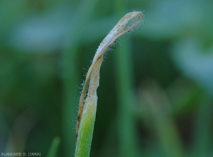 Choanephora-Ciboule3