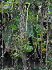 Choanephora-haricot1