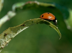 <i>Coccinella septempunctata</i> sur puceron farineux du pêcher (photo © Ctifl)