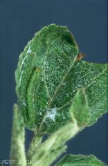 Chenille sur pommier d<i>'Archips rosana</i>  tordeuse de la pelure (photo B. Petit, INRA)