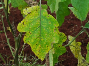 Sur cette feuille d'aubergine chlorotique, on observe des petites lésions brunes au centre plus clair.  <i>Cercospora</i> sp. (cercosporiose)