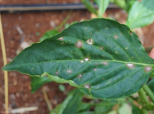 Taches classiques de cercosporiose sur feuille de piment. Les lésions ont un centre grisâtres, un liseré périphérique plus sombre, et présentent des motifs concentriques. <i>Cercospora</i> sp. 