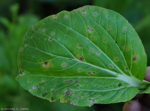 Les taches montrent une teinte brunâtre ; elles sont aussi auréolées  d’un halo jaune peu marqué et des motifs concentriques sont visibles sur certaines. <i>Cercospora brassicae</i> (cercosporiose)