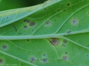 En grossissant un peu plus, on peut distinguer un discret duvet noirâtre.  <i>Cercospora brassicae</i> (cercosporiose)