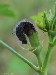 Les restants de pétales de ce jeune fruit de gombo montrent une pourriture noire et humide. <i><b>Choanephora cucurbitarum</b></i> les recouvre progressivement par sa moisissure noirâtre. (pourriture à Choanephora)